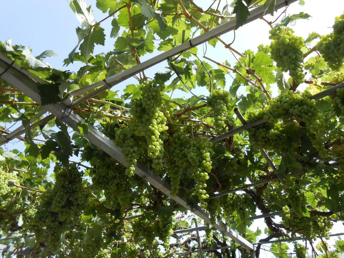 Casitas Las Uvas Y Las Vinas ลอส เรอาเลคอส ภายนอก รูปภาพ