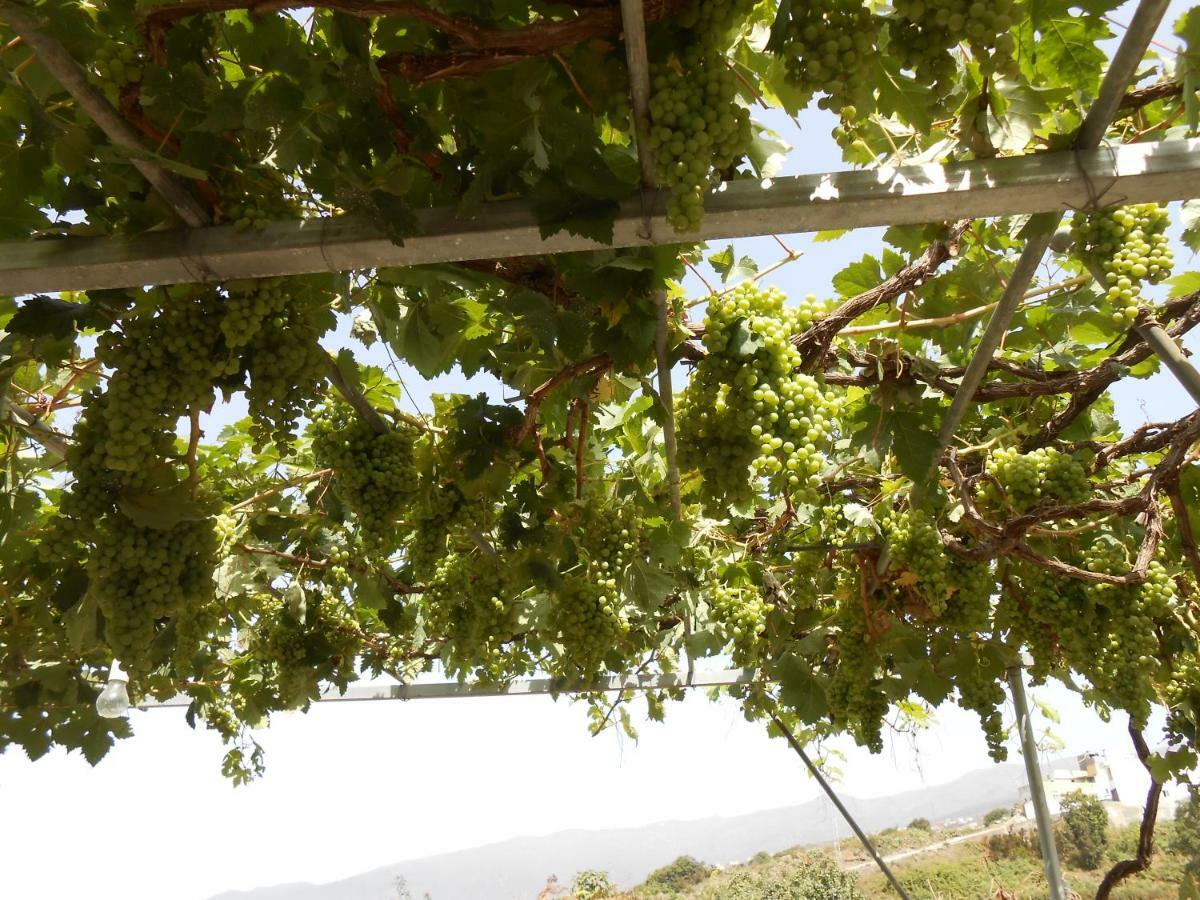 Casitas Las Uvas Y Las Vinas ลอส เรอาเลคอส ภายนอก รูปภาพ